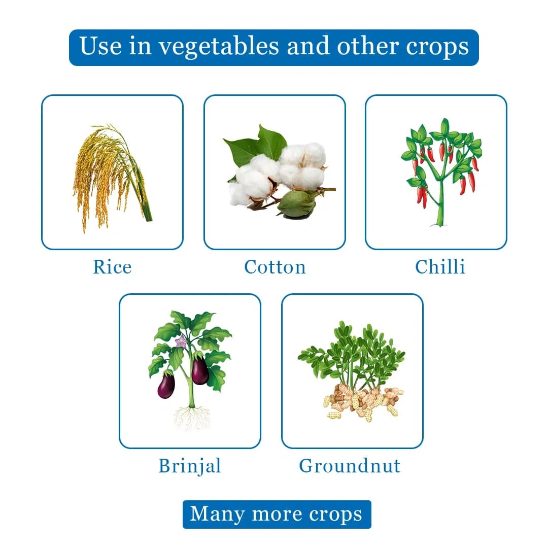 Rain Mida Extra - Imidacloprid 30.5% SC Insecticide, Best Use Against Aphids, Whiteflies, Jassids, Thrips, Brown Plant Hopper, Green Leaf, Psylla - Image 4