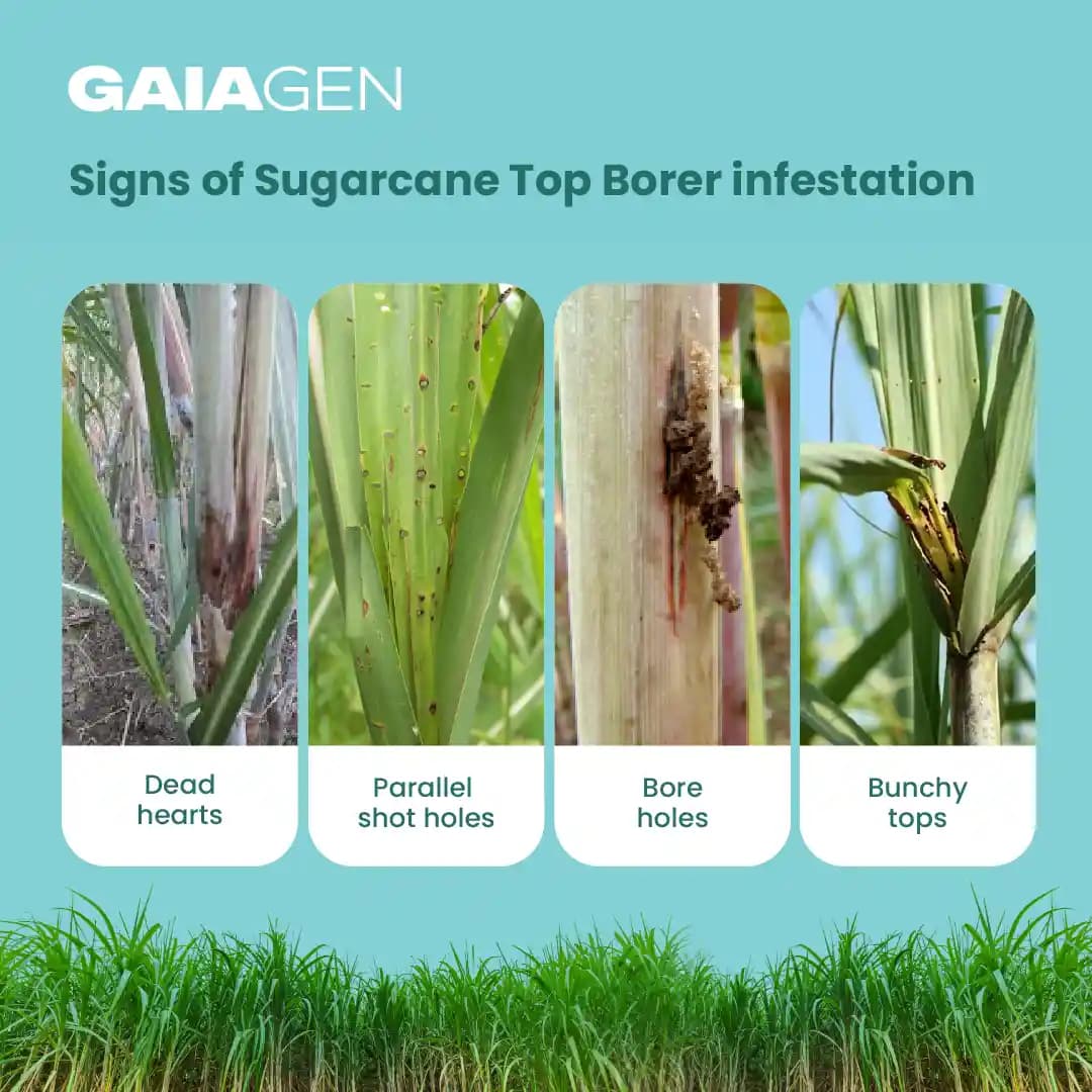 GAIAGEN Pheromone Funnel Trap and Lure For Sugarcane Top Borer (Scirpophaga excerptalis) And Insect Funnel Trap Combo pack - Image 3