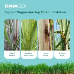 GAIAGEN Pheromone Funnel Trap and Lure For Sugarcane Top Borer (Scirpophaga excerptalis) And Insect Funnel Trap Combo pack 3
