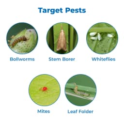 Adama Imperial Bifenthrin 10% EC, A Non Systemic Insecticide And Acaricide. 3