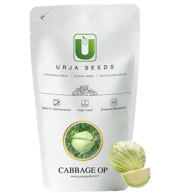 Urja New Green Star, OP Cabbage Seeds, Greyish Green Color, Round Head