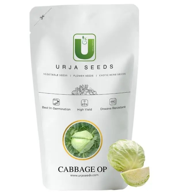 Urja New Green Star, OP Cabbage Seeds, Greyish Green Color, Round Head