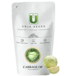 Urja New Green Star, OP Cabbage Seeds, Greyish Green Color, Round Head 1