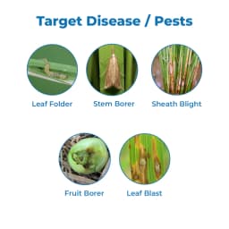 Gharda Tipsy Azoxystrobin 10% + Fipronil 5% Sc Fungicide + Insecticide. Used for Control Fruit Borer, Powdery Mildew, Sheath Blight, Plant Hopper etc. 3