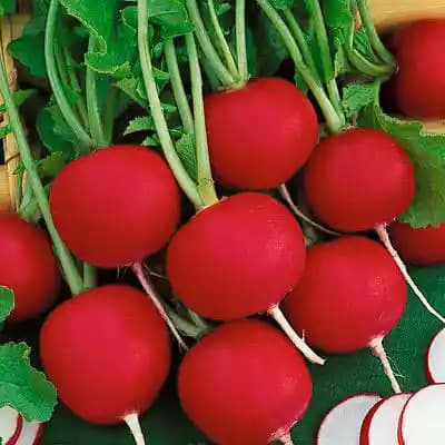 Urja Radish Seeds Scarlet Globe, Quick Growing Scarlet Red Roots, Crisp White Flesh - Image 1