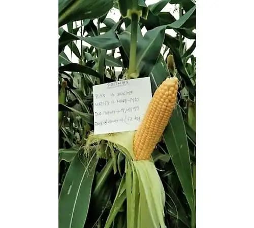Iris Hybrid Vegetable Seeds F1 Hybrid Sweet Corn Honey Max, Best In Taste. - Image 4