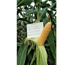 Iris Hybrid Vegetable Seeds F1 Hybrid Sweet Corn Honey Max, Best In Taste. 4
