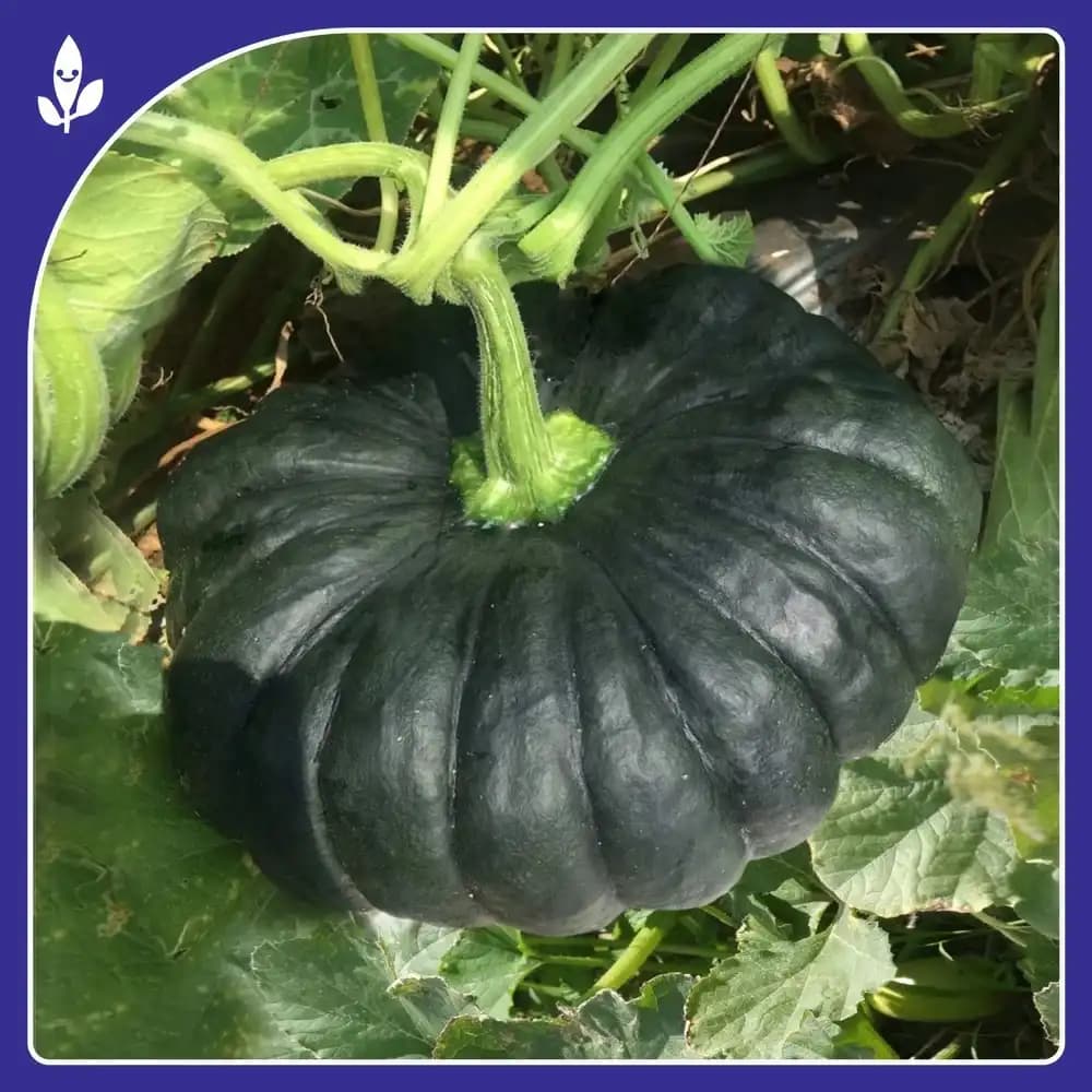 Sagar Ashoka F1 Hybrid Pumpkin Seeds, High Yield, Flat Round, For Kharif and Summer Season - Image 2