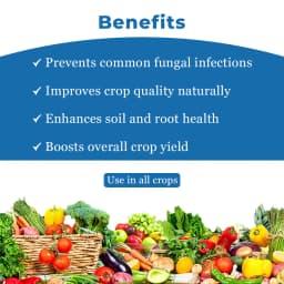 Magic FungiX For Fungal disease with 100% Natural Broad Spectrum Bio Fungicide, Fungal Disease Controller And Yield Enhancer 4