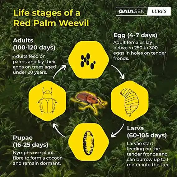 Gaiagen RPW Lure With Insect Bucket Traps, Pheromone Lure For Red Palm Weevil (Rhynchophorus Ferrugineus), IMO Certified. - Image 6