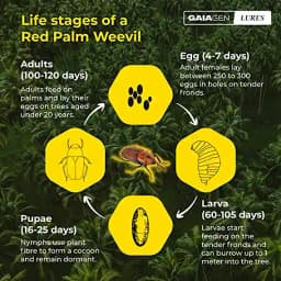 Gaiagen RPW Lure With Insect Bucket Traps, Pheromone Lure For Red Palm Weevil (Rhynchophorus Ferrugineus), IMO Certified. 6