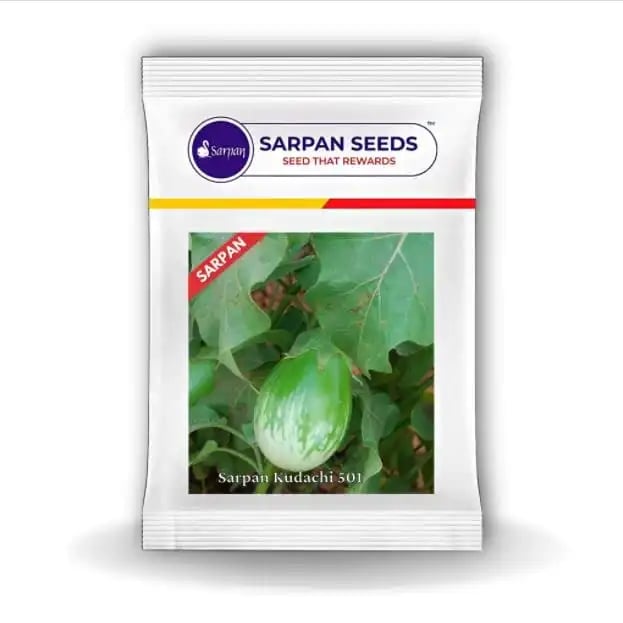 Sarpan Kudachi 501 Brinjal Seeds - (Baingan Seeds) Nonspiny and Green Striped, Oblong Fruit