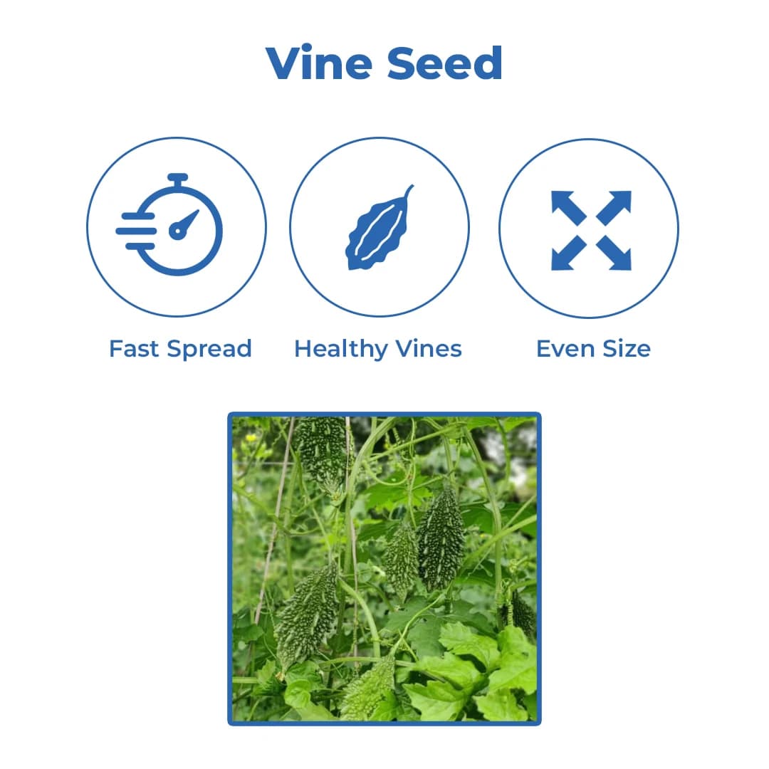 Sagar 1515 Hybrid Bitter Gourd Seeds, Dark Green and Uniform Fruits, High Yield Variety Seeds - Image 3