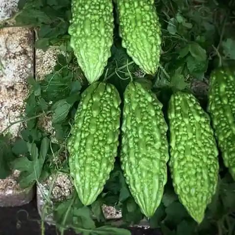 VNR Amber F1 Hybrid Bitter Gourd Seeds, Dark Green Color, High Yielder Variety - Image 2