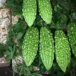 VNR Amber F1 Hybrid Bitter Gourd Seeds, Dark Green Color, High Yielder Variety 2