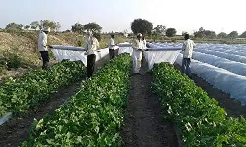 Siddhi Crop Cover Protection Cover Non-Woven Fabric Plant Cover, Improves Fruit Quality. - Image 4