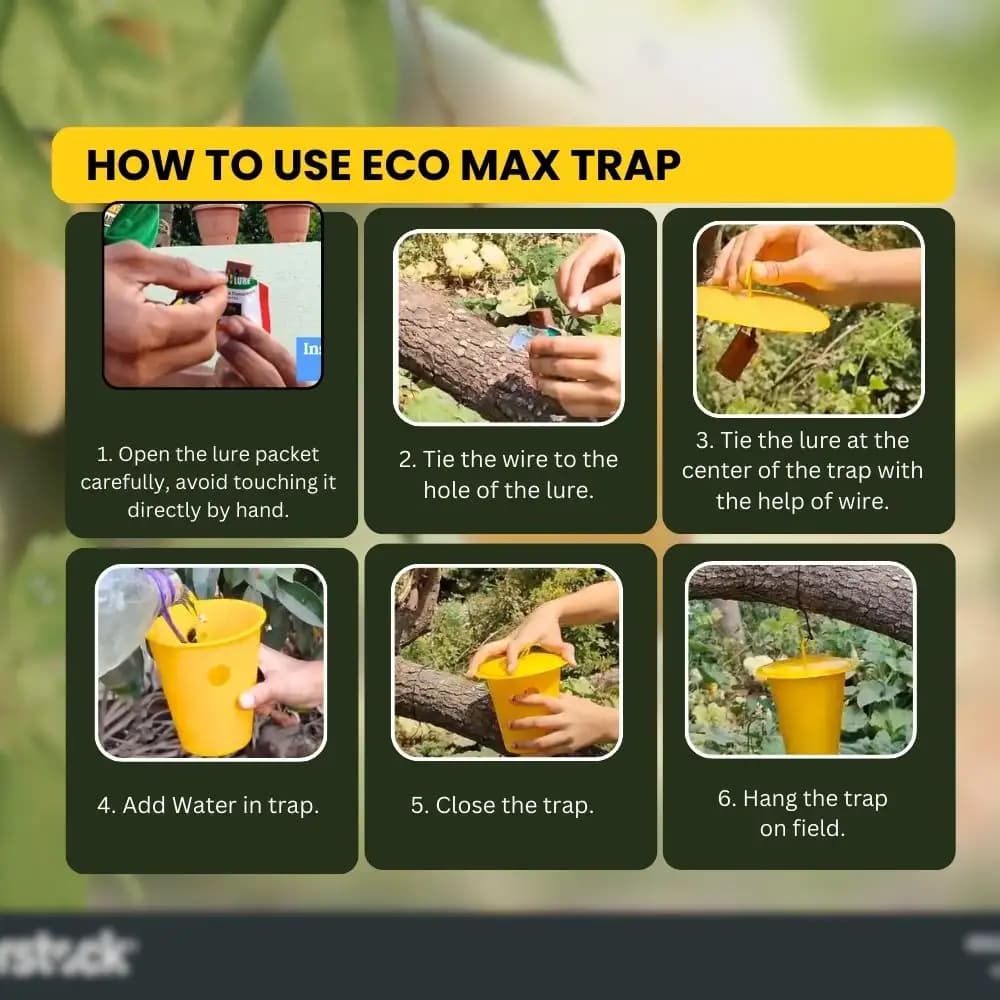 Chipku Pheromone Ecomax Trap With Melon Fly Lure (Bactrocera Cucurbitae) Feeding By The Larvae. For Gourds, Pumpkin, Tomato, Water Melon, Zucchini - Image 6