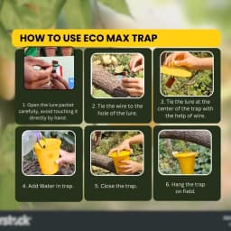 Chipku Pheromone Ecomax Trap With Melon Fly Lure (Bactrocera Cucurbitae) Feeding By The Larvae. For Gourds, Pumpkin, Tomato, Water Melon, Zucchini 6