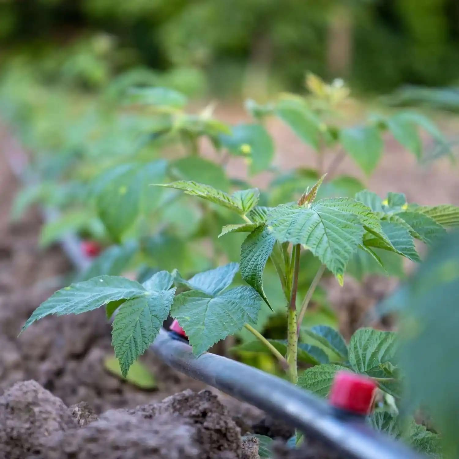 Singhal 16mm Drip Irrigation Pipe, Useful For Gardening And Farming Purpose - Image 4