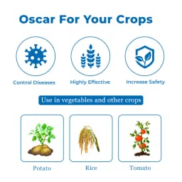EBS Oscar Thifluzamide 24% SC Systemic Fungicide, Recommended for Sheath Blight in Rice and Black Scruf Disease in Potato 4