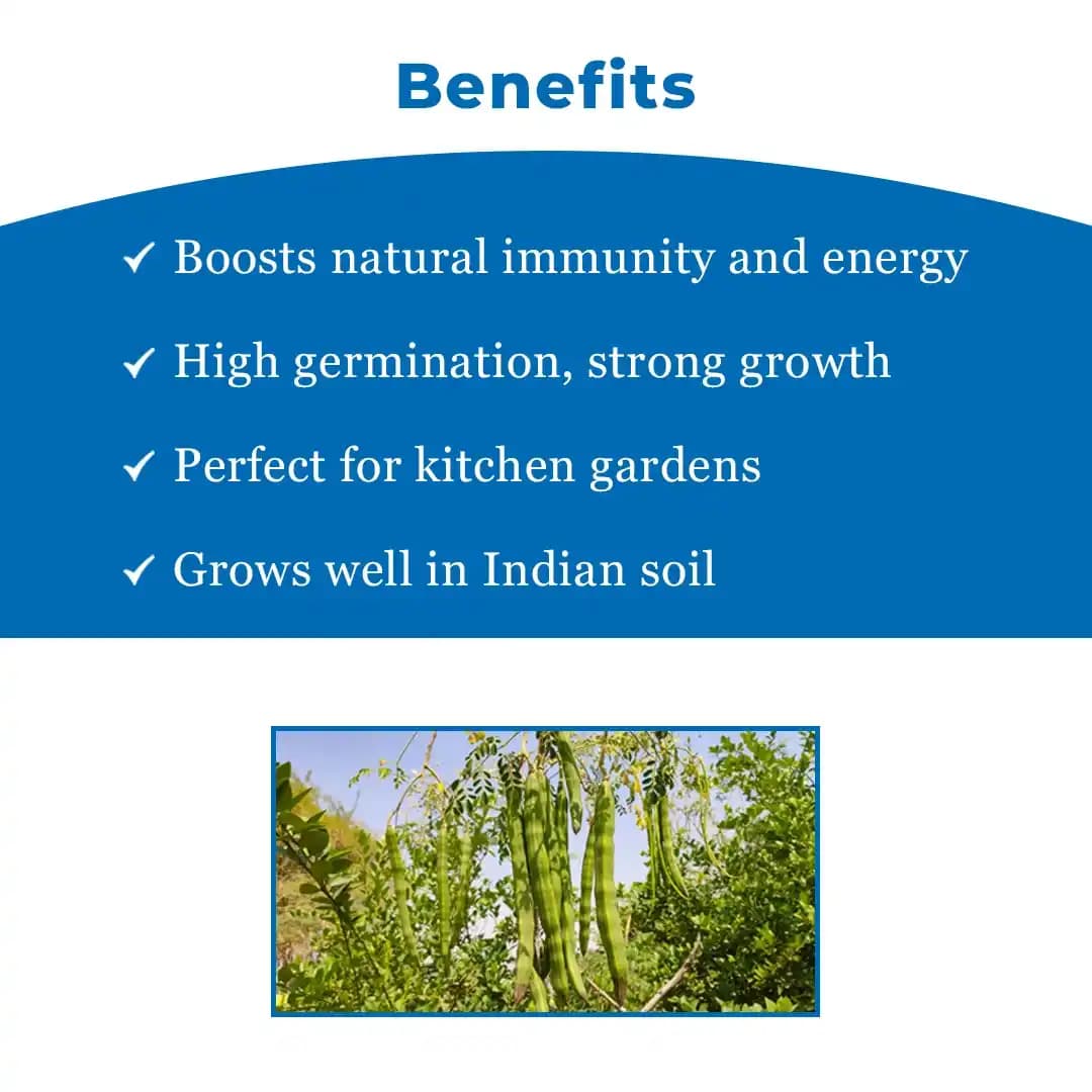SK Organic ODC Variety Moringa Seeds, Drumstick Seeds, Horseradish Tree Seeds, Saijan ki Phalli, Saragavo (100% Organic) - Image 4