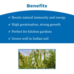 SK Organic ODC Variety Moringa Seeds, Drumstick Seeds, Horseradish Tree Seeds, Saijan ki Phalli, Saragavo (100% Organic) 4