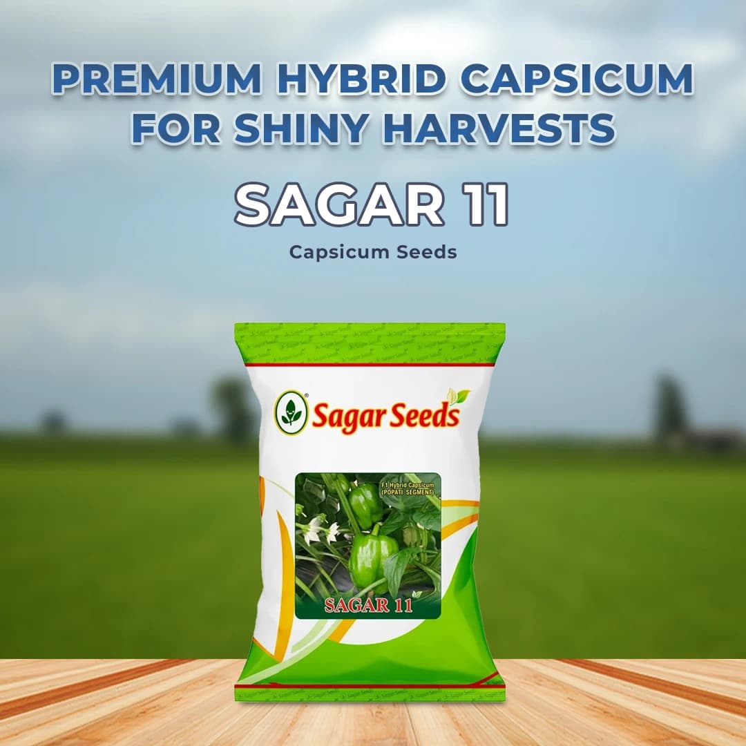 Sagar 11 F1 Hybrid Capsicum Seeds, Popati Segment, High Yield, For Kharif and Summer - Image 2