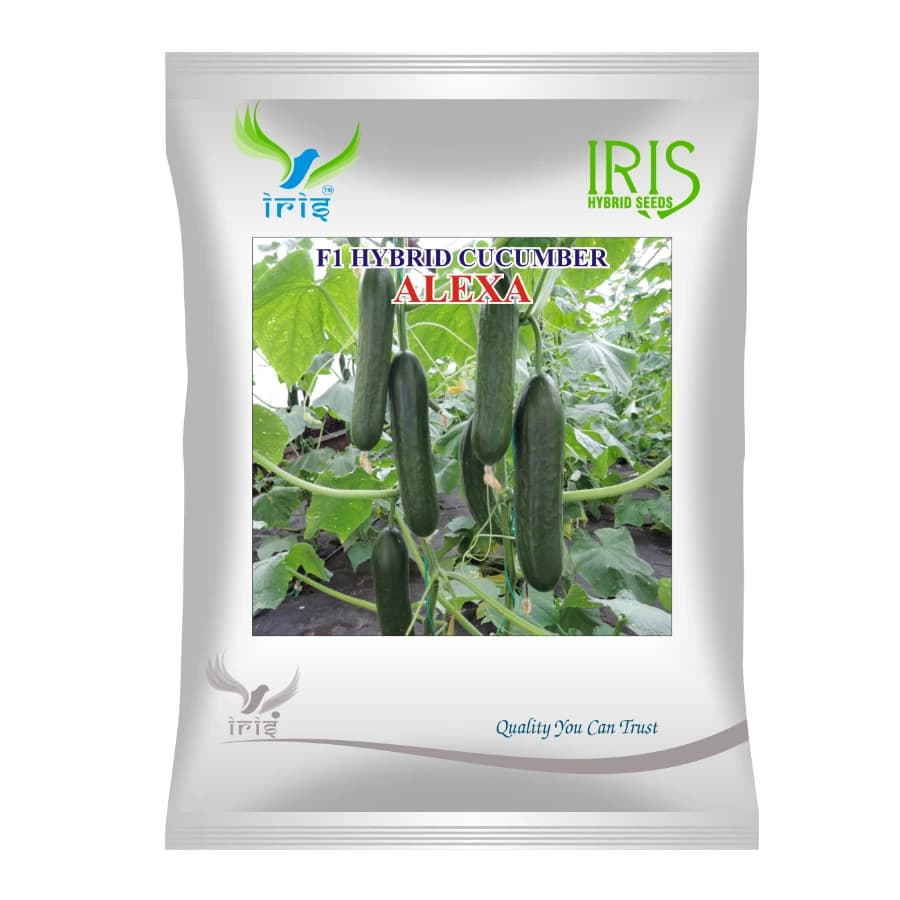 Iris ALEXA F1 Hybrid Cucumber Seeds, High Yield And Disease Resistant Variety - Image 1