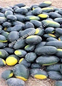 Iris Hybrid Fruit Seeds F1 Hybrid Watermelon Kuber - Icebox Segment, Tarbuj Ke Beej 4