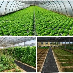 Siddhi Weed Mat 110 GSM Garden Weed Fabric Heavy-Duty Weed Block Gardening Mat Eco-Friendly Weed 8