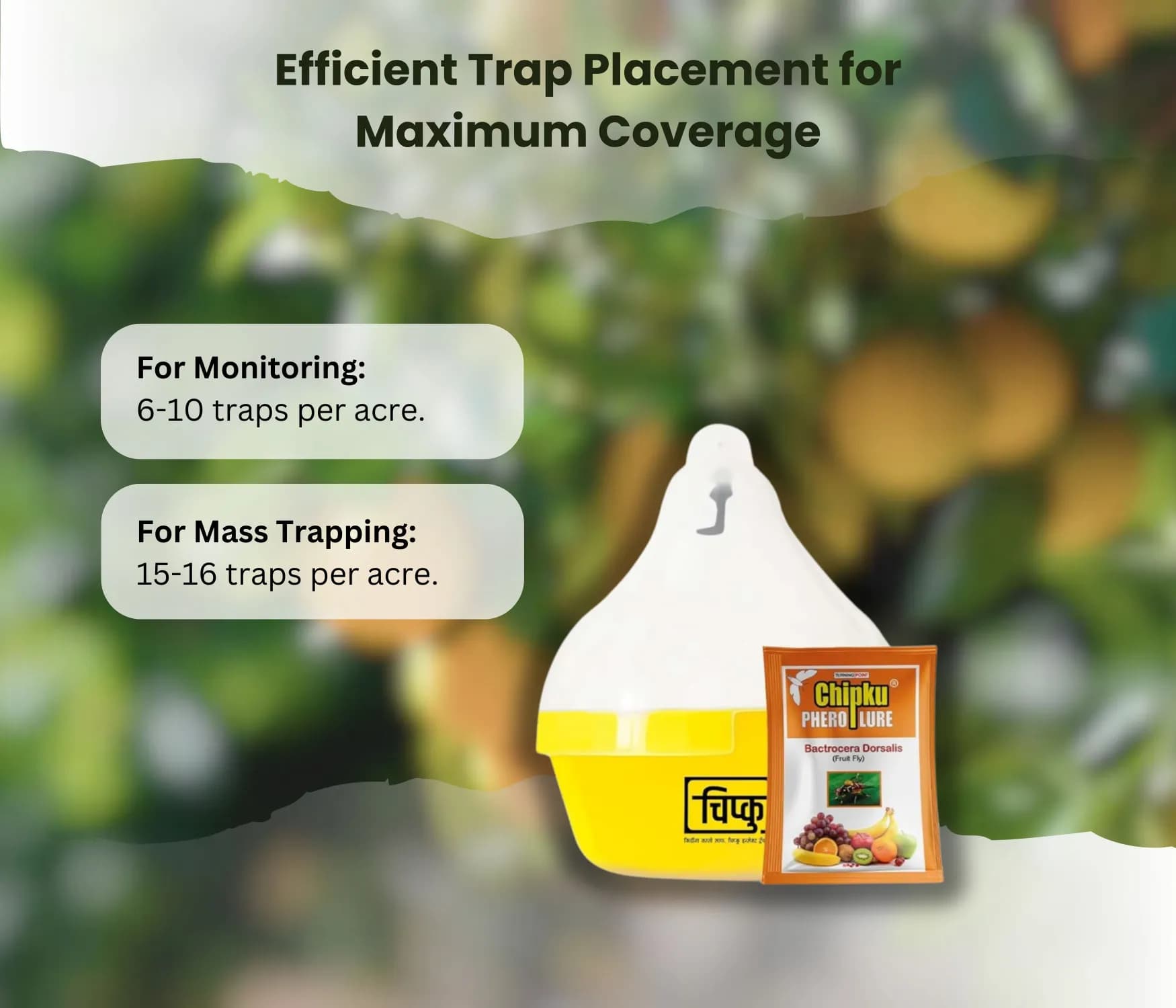 चिपकू फ्लाई मैगनेट ओरिएंटल फ्रूट-फ्लाई बैक्टोसेरा डोर्सालिस कैचर आकर्षक ल्यूर के साथ आम, चीकू, पपीता, अमरूद के लिए। - Image 2