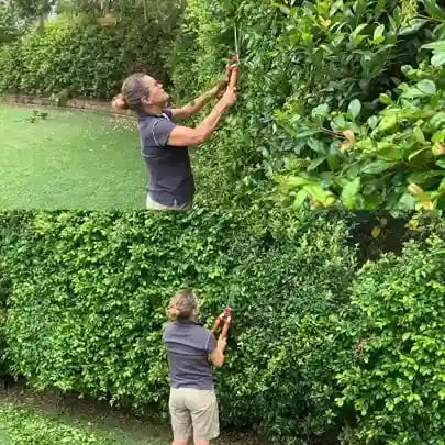 Wolf Garten Hedge Shears Wooden Handle (HS-W), Use For Hedge Trimming, Hedge Shaping, Precision Pruning