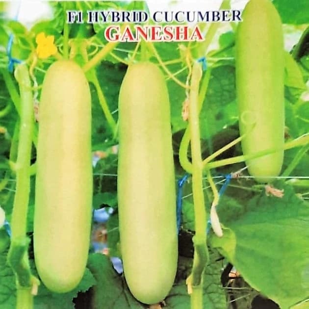 Iris Ganesha F1 Hybrid Cucumber Seeds, Early Maturity, High Yield & Vigorous Growth - Image 2