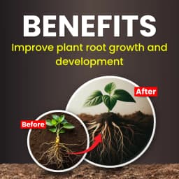 Katyayani VAM-G Vesicular Arbuscular Mycorrhiza Bio Fertilizer, Boosts Root Growth, And Improves Soil Health 3