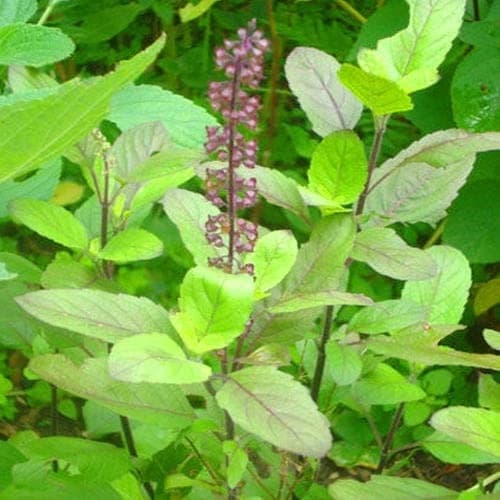 SRI SAI FORESTRY- Natural Tulsi Seed or Holy Basil Seeds, Indian Tulsi Plant Seeds, Flower Seeds - Image 4