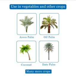 Pheromone Trap & Lure for RB (Rhinoceros Beetle) KOKO Activator Free, For Coconut, Date Palm, Oil Palm, Arecanut Palm. 4