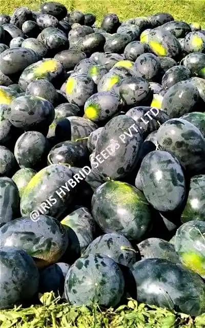Iris Hybrid Fruit Seeds F1 Hybrid Watermelon Shahenshah, Dark Blackish Color - Image 2