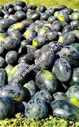 Iris Hybrid Fruit Seeds F1 Hybrid Watermelon Shahenshah, Dark Blackish Color 1