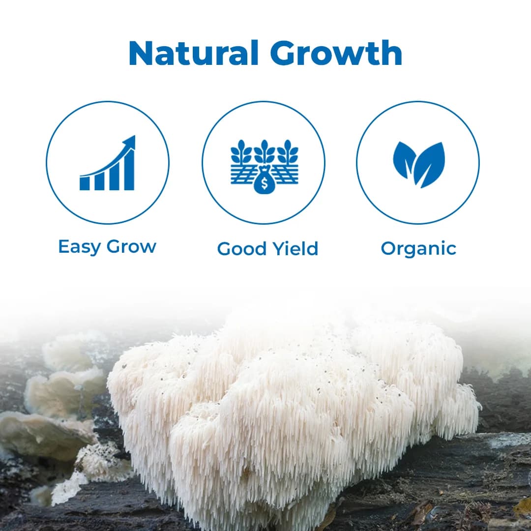 Lions Mane Mushroom Spawn Seed. White, globe-shaped fungi that have long, shaggy spines. - Image 2