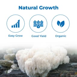 लायन'स मेन मशरूम स्पॉन बीज, सफेद, गोले के आकार वाले कवक जो लंबे, झबरीं कांटों से ढंके होते हैं। 3