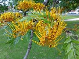 RK Seeds - Grewia Robusta, Southern Silky oak, Silver oak , Australian Silver Oak Ornamental Tree Seeds,Silver Oak Ornamental Seeds for planting - Image 2