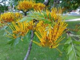 RK Seeds - Grewia Robusta, Southern Silky oak, Silver oak , Australian Silver Oak Ornamental Tree Seeds,Silver Oak Ornamental Seeds for planting 2