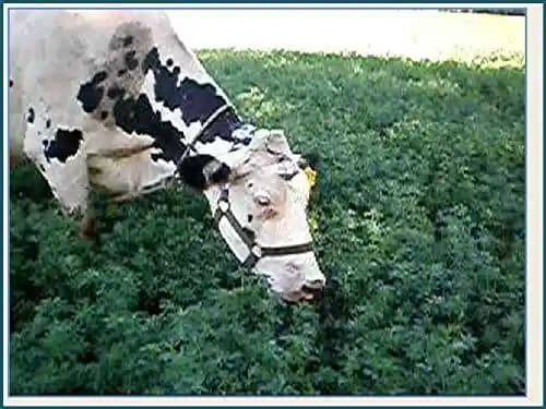 RK Seeds Hedge Lucerne Seeds - Fodder grass seeds , Velimasal Seeds , Grass seeds (Desmanthus virgatus seeds) Grass seeds for cattle, Fodder seeds, - Image 2