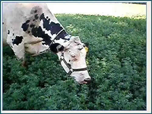 RK Seeds Hedge Lucerne Seeds - Fodder grass seeds , Velimasal Seeds , Grass seeds (Desmanthus virgatus seeds) Grass seeds for cattle, Fodder seeds,