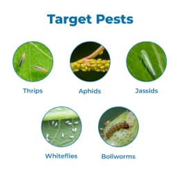 Shriram Profen Plus Profenofos 40% EC + Cypermethrin 4% EC, Use For Cotton 3