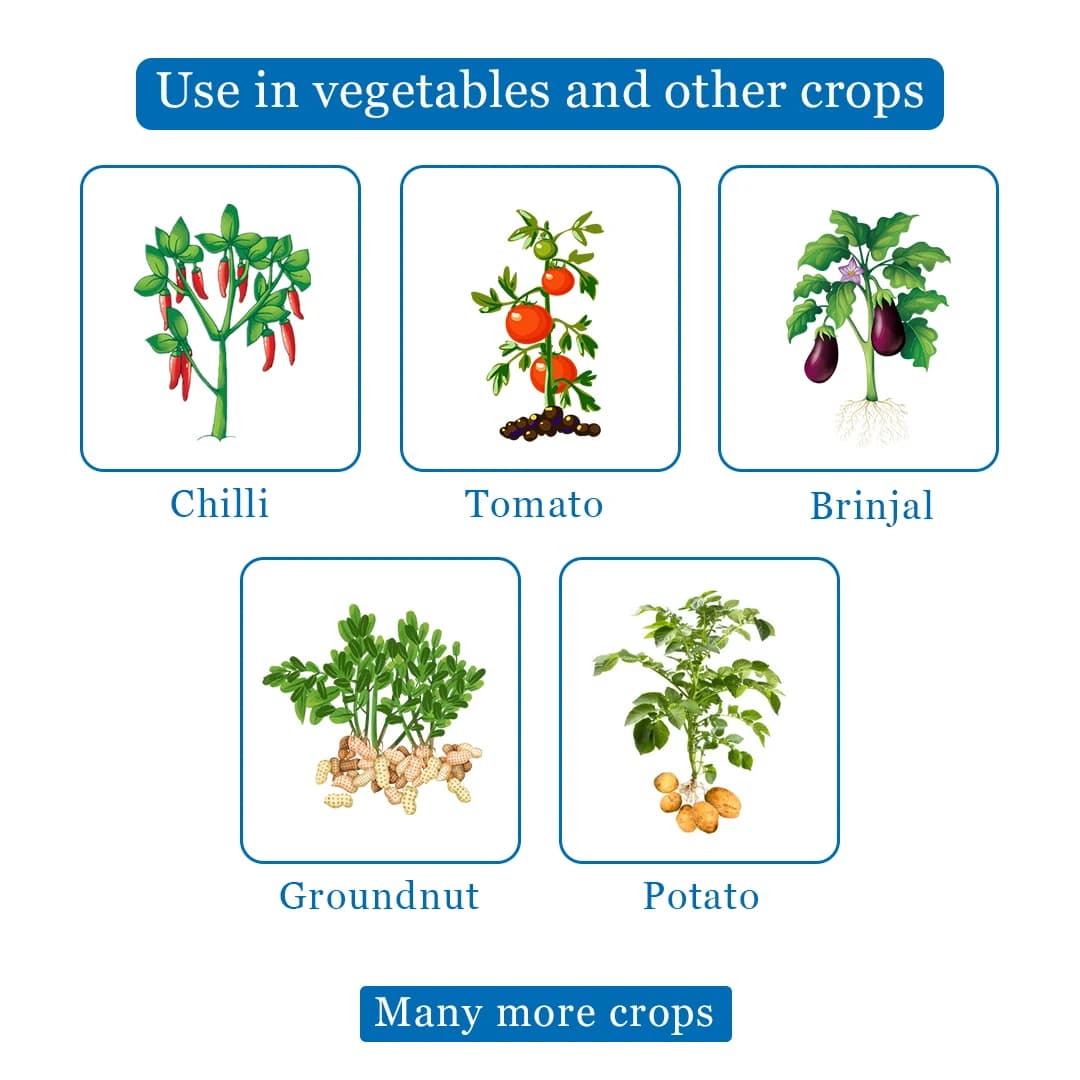 Seturn 505 - Chlorpyriphos 50% + Cypermethrin 5% EC Insecticide With Contact and Systemic Action - Image 4