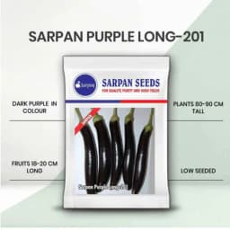 Sarpan Purple Long-201 Brinjal Seeds, Excellent Germination, Low Seeded, Fruit Is Dark Purple 1