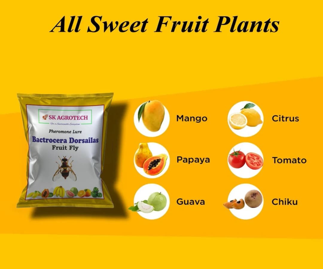 SK Agrotech Bactrocera Dorsalis Fruit Fly Pheromone Trap With Lure - Effective Solution For Mango, Papaya, Sapota, Etc. - Image 4