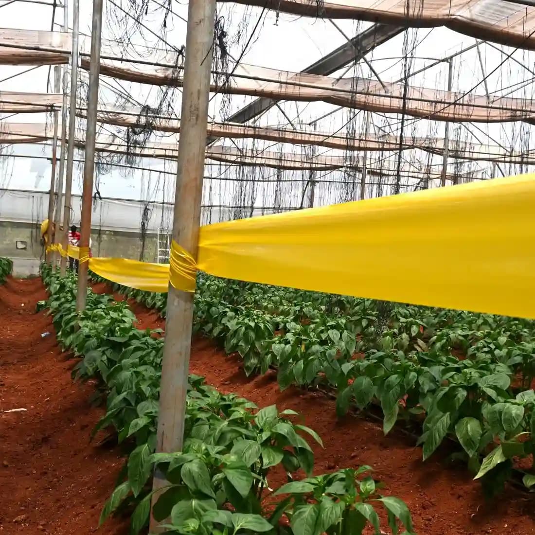 Green Revolution Yellow Sticky Roll Trap, Effective For Flying Insects Control - Image 8