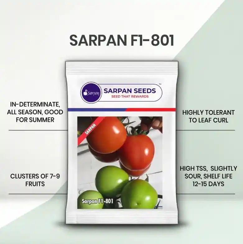 Sarpan F1-801 Tomato Seeds - (Tamatar Seeds) Highly Tolerant For Leaf Curl, Suitable For April To September
